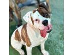 Adopt DUKE a Boxer, Mixed Breed