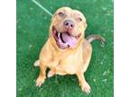 Adopt Bug* a Pit Bull Terrier, Mixed Breed