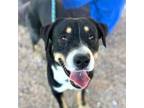 Adopt Pumba* a Labrador Retriever, Mixed Breed