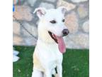 Adopt Finn a Labrador Retriever, Mixed Breed