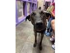Adopt Tank a Dutch Shepherd, Mixed Breed