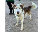 Adopt Salvatore a Husky, Mixed Breed