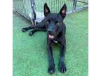 Adopt Benji* a Pit Bull Terrier, Mixed Breed