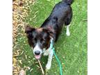 Adopt cooper a Border Collie, Mixed Breed