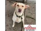 Adopt Asher a Labrador Retriever