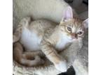 Adopt Marmalade a American Shorthair