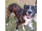 Adopt Teddy a Australian Shepherd, Mixed Breed