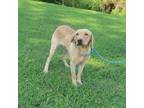 Adopt Gibbons a Labrador Retriever, Mixed Breed