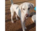 Adopt Bumpkin a Labrador Retriever