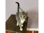 Adopt Titan a Domestic Short Hair