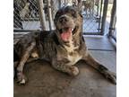 Adopt Buck a Catahoula Leopard Dog