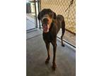 Adopt Tank a Doberman Pinscher