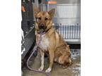 Adopt Atlas a Australian Cattle Dog / Blue Heeler, Shepherd