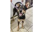 Adopt Moth a Doberman Pinscher, Husky