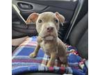 Adopt Logan a Pit Bull Terrier