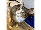 Adopt Sir Cuddles Meowington a Domestic Short Hair, Tabby