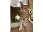 Adopt Creamy a Domestic Short Hair