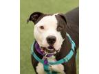 Adopt Pharaoh a Pit Bull Terrier, Mixed Breed