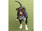 Adopt Byron a Pit Bull Terrier, Mixed Breed