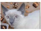 Adopt Toffee a Siamese
