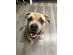 Adopt Jabba a Pit Bull Terrier