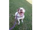 Adopt Dean a American Staffordshire Terrier
