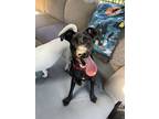 Adopt Goliath a Labrador Retriever