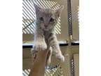 Adopt Kade a Domestic Short Hair