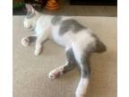 Adopt Hisselhoff a Domestic Medium Hair