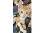 Adopt Percy a Domestic Short Hair