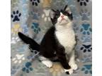 Adopt Avocado a Domestic Short Hair