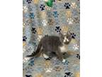 Adopt Zucchini a Domestic Short Hair