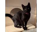 Adopt Shaun a Domestic Short Hair