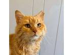Adopt Lil Cheddar a Domestic Long Hair
