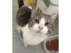 Adopt Sully a Domestic Short Hair