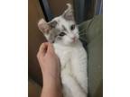 Adopt Curly a Domestic Short Hair