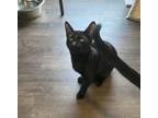Adopt Grover a Domestic Short Hair