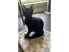 Adopt Mowgli a Domestic Short Hair