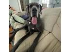 Adopt Odin a Great Dane