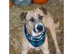 Adopt Tony a Mixed Breed