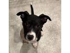 Adopt Skylar a Pit Bull Terrier
