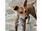 Adopt Wishbone a Whippet
