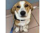 Adopt Luca a Beagle