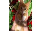 Adopt Cheeseball * a American Shorthair