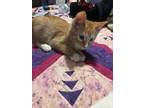 Adopt Cheese-It * a American Shorthair