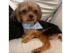 Adopt Lenny a Yorkshire Terrier