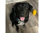 Adopt Tucker a Black Labrador Retriever, Mixed Breed