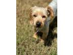 Adopt Kona a Yorkshire Terrier