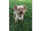 Adopt Mikey a Yorkshire Terrier