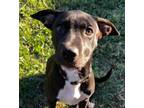 Adopt Socks a Labrador Retriever, Pit Bull Terrier